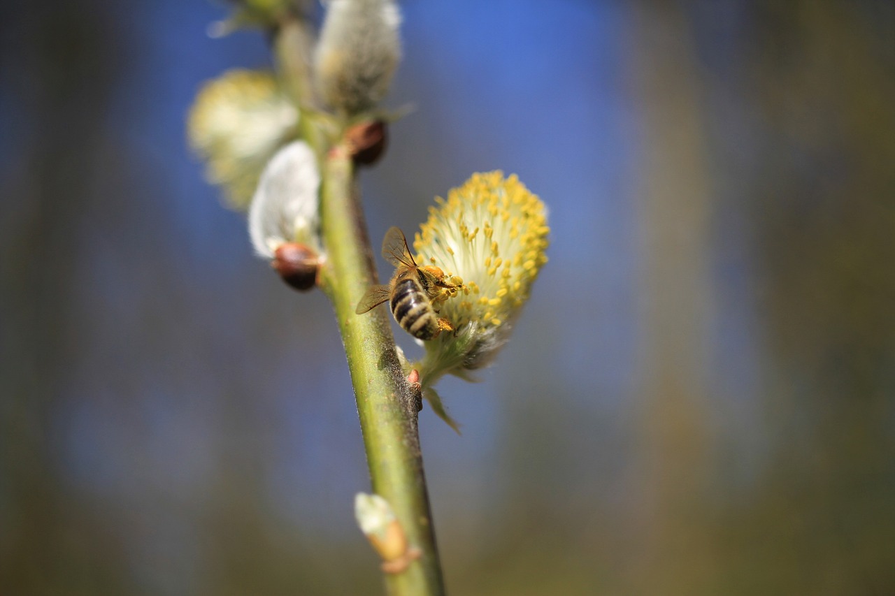 What to Do If Your Pet Gets Stung by a Bee